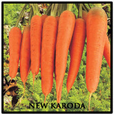 Hybrid Carrot Seed