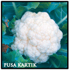 Hybrid Cauliflower Seed