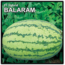 Hybrid Watermelon Seed
