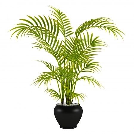 Palm Plant