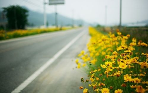 Roadside Flower Plants