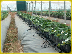 Coco Peat Grow Bags - 100% Purified Coir Pith, No Contamination, Extra-Expanded Soil Substitute for Optimal Plant Growth