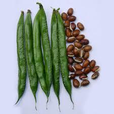 Cluster Bean Seed - High-Grade Bio-Fertilizer Processed, Hygienically Packaged for Retained Natural Taste