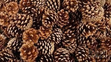 Natural Pine Cones