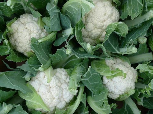 Fresh Cauliflower - Premium Quality Selection, Grown in Optimal Conditions for Maximum Freshness and Flavor