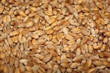 Dried Import Ukraine Wheat