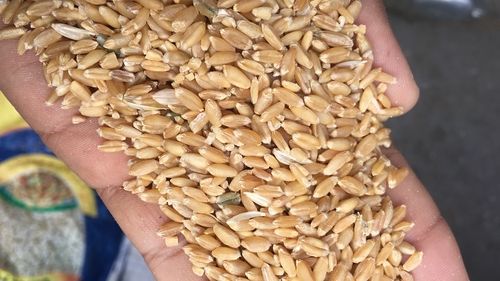 Organic Dried Milling Mp Wheat