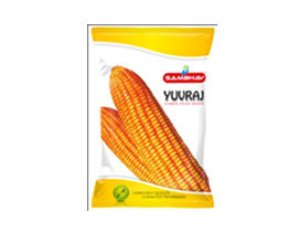 Hybrid Maize Seeds