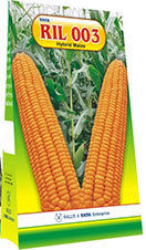 Hybrid Maize Seed Ril 003
