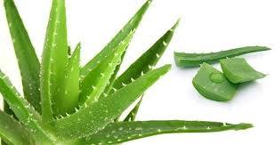 Pure Herbal Aloe Vera Gel