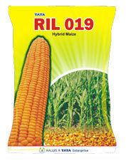 Ril 019 Hybrid Maize Seed