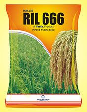 Ril 666 Hybrid Maize Seed