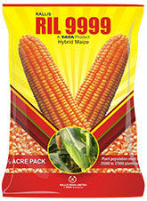 Ril 9999 Hybrid Maize Seed