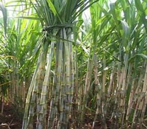 Sugarcane Cultivation