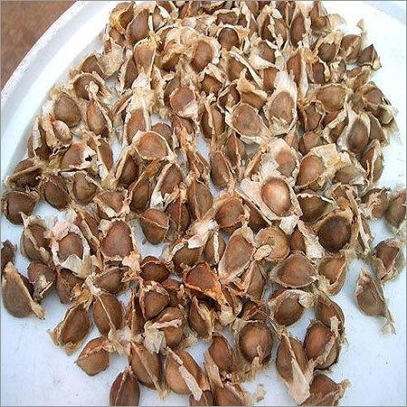 Moringa Oleifera Seeds