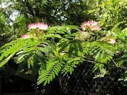 Albizia Odoratissima