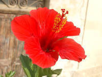 Hibiscus Rosa Sinensis