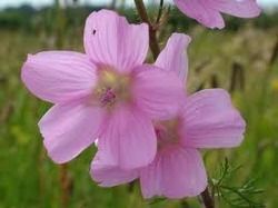 Musk Mallow