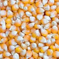 Yellow Maize Seeds