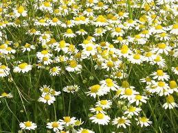 100 % Pure Chamomile Essential Oil Age Group: All Age Group