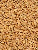 Indian Wheat