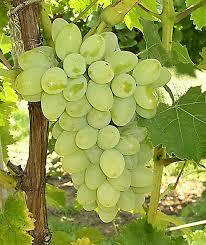 Fresh Grapes