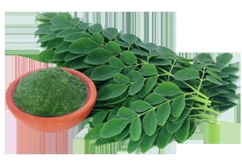 Drumstick Leaf Powder