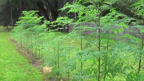 Moringa Tree Seeds