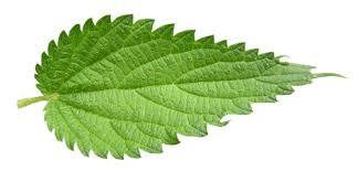 Herbal Leaf