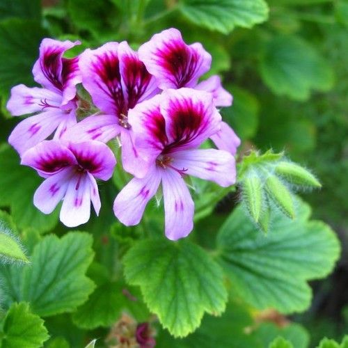 Geranium Oil