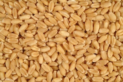 Australian Premium Wheat