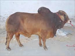 Sahiwal Bull 