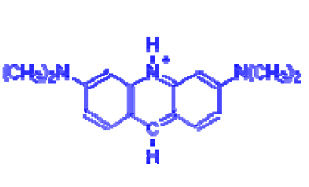 Acridine Orange