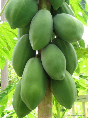 Papaya