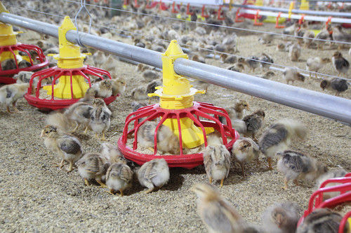 Plastic Bangchi Poultry Equipment Feeding And Drinking System For Chicken