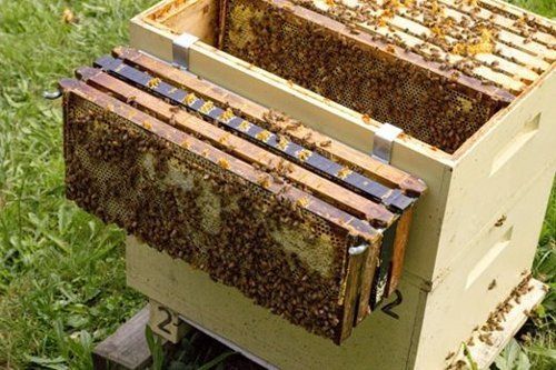 Honey Bee Supplies