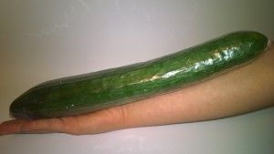 European Cucumber