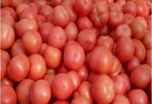 Fresh Tomato