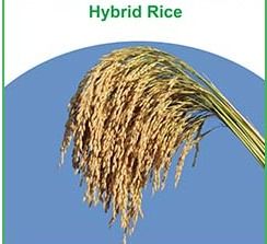 Rice Hybrid TMRH111