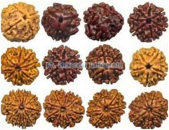 Rudraksha Beads