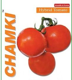 Tomato Hybrid Chamki (Tmth 209)