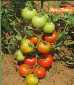 Tomato Hybrid TMTH 215