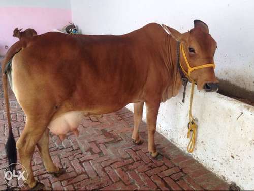 High Milk Yielding Indian Sahiwal Cow