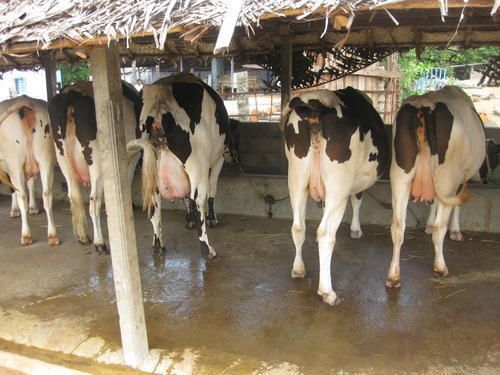 Black And White Time To Time Vaccinated Cross Breed Cows For Dairy