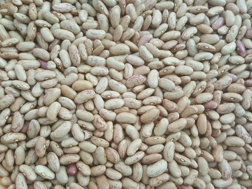 Chitra Beans