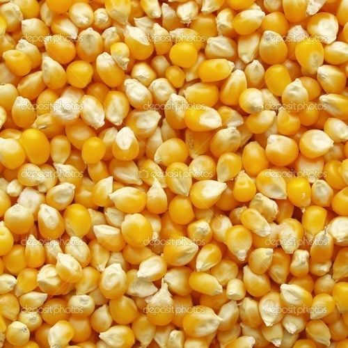 Yellow Maize Grain - Indian Origin, Bulk Quality for Flour and Feed, 100% Pure Herbal Capacity