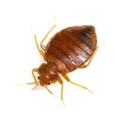 Bed Bugs Pest Control Services By PC Pest Control Services
