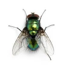 Fly Pest Control Services By PC Pest Control Services