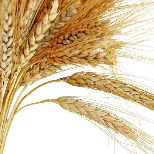 Multicolor Research Wheat Seed