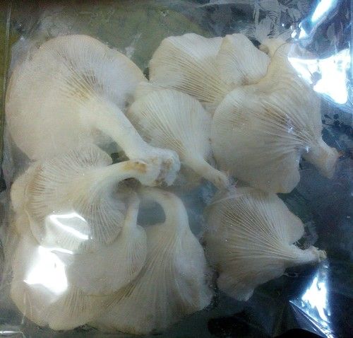 Oyster Mushroom - Handpicked Freshness, Various Sizes | Anti-Viral & Anti-Cancer Properties, Nutrient-Rich, Long Shelf Life